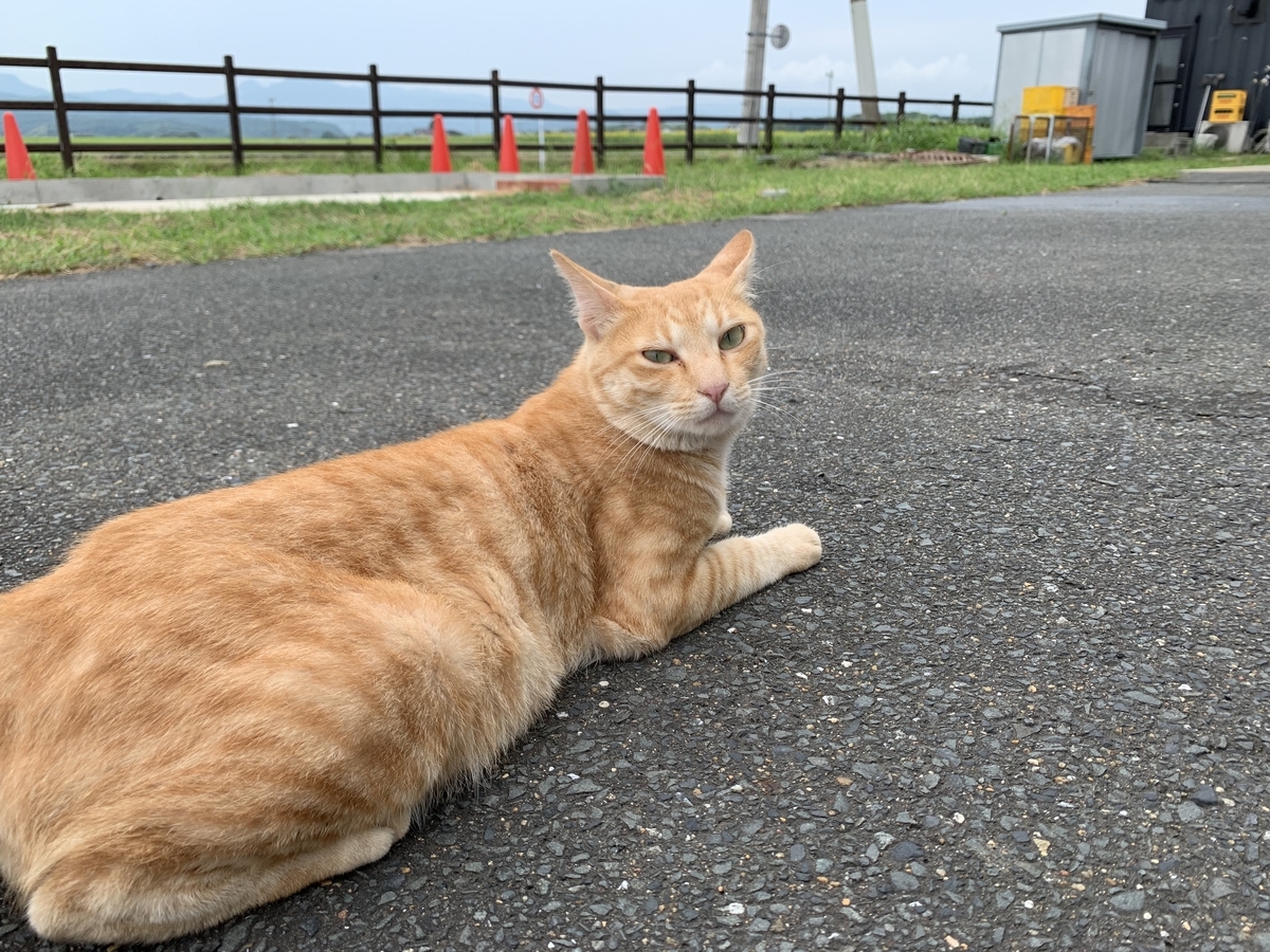f:id:sinobu-ms:20190907123050j:plain