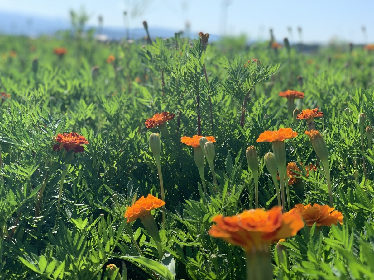 f:id:sinobu-ms:20190916204710j:plain f:id:sinobu-ms:20190916204710j:plain