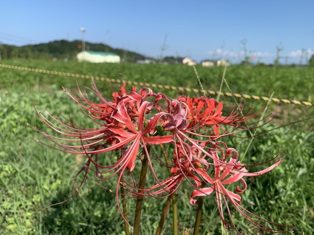 f:id:sinobu-ms:20190916205608j:plain f:id:sinobu-ms:20190916205608j:plain