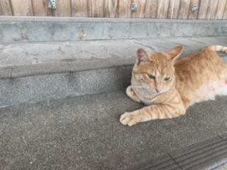 f:id:sinobu-ms:20191105230846j:plain