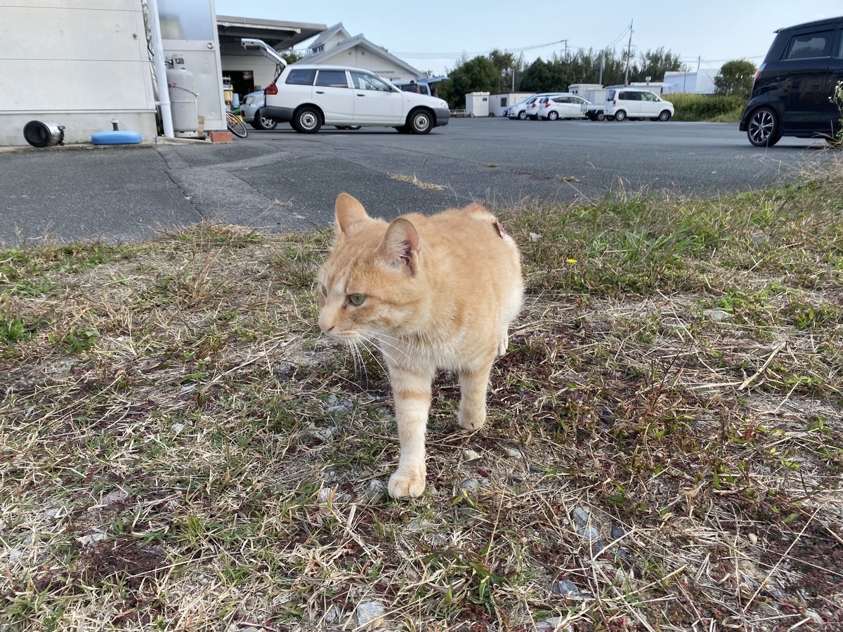f:id:sinobu-ms:20191119201941j:plain