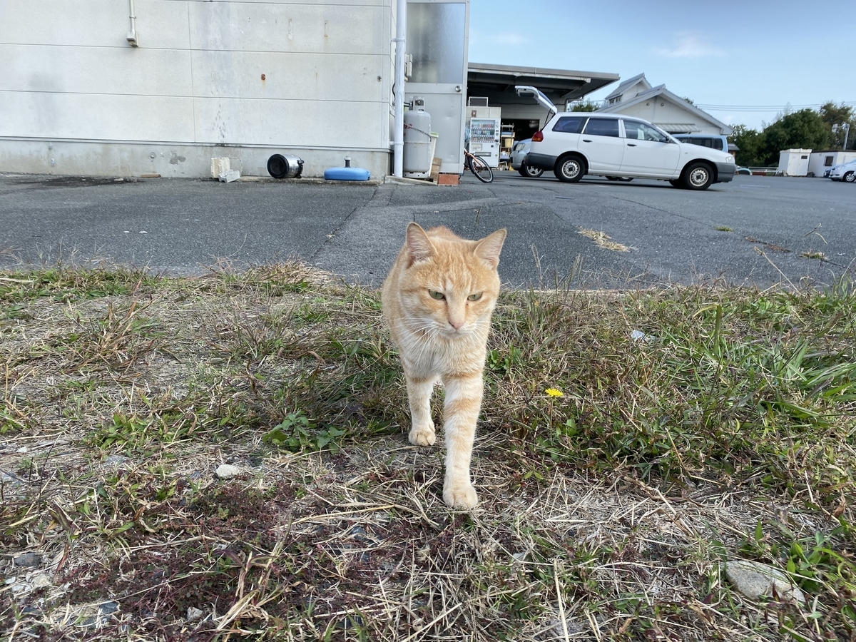 f:id:sinobu-ms:20191120203641j:plain