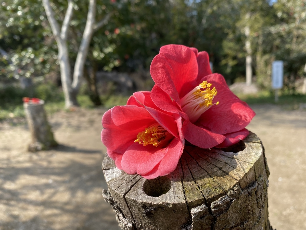f:id:sinobu-ms:20210309225438j:plain