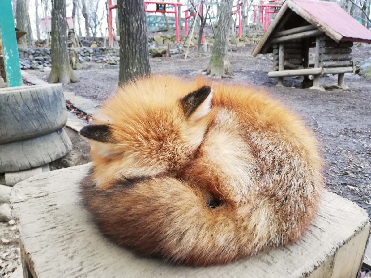 f:id:sinomiy:20200217144700j:plain f:id:sinomiy:20200217144700j:plain