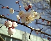 f:id:sinosuke:20070221230157j:image