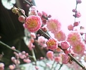 f:id:sinosuke:20070225005834j:image f:id:sinosuke:20070225005834j:image