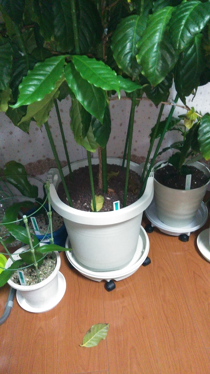 f:id:sinotty:20201206223213j:plain