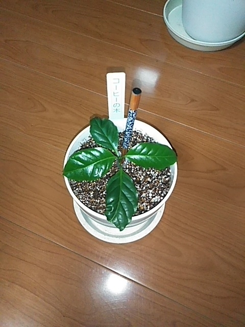 f:id:sinotty:20201212165637j:plain