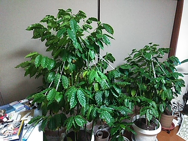 f:id:sinotty:20210124221124j:plain