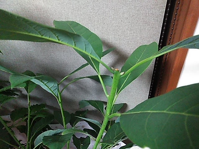 f:id:sinotty:20210131222738j:plain
