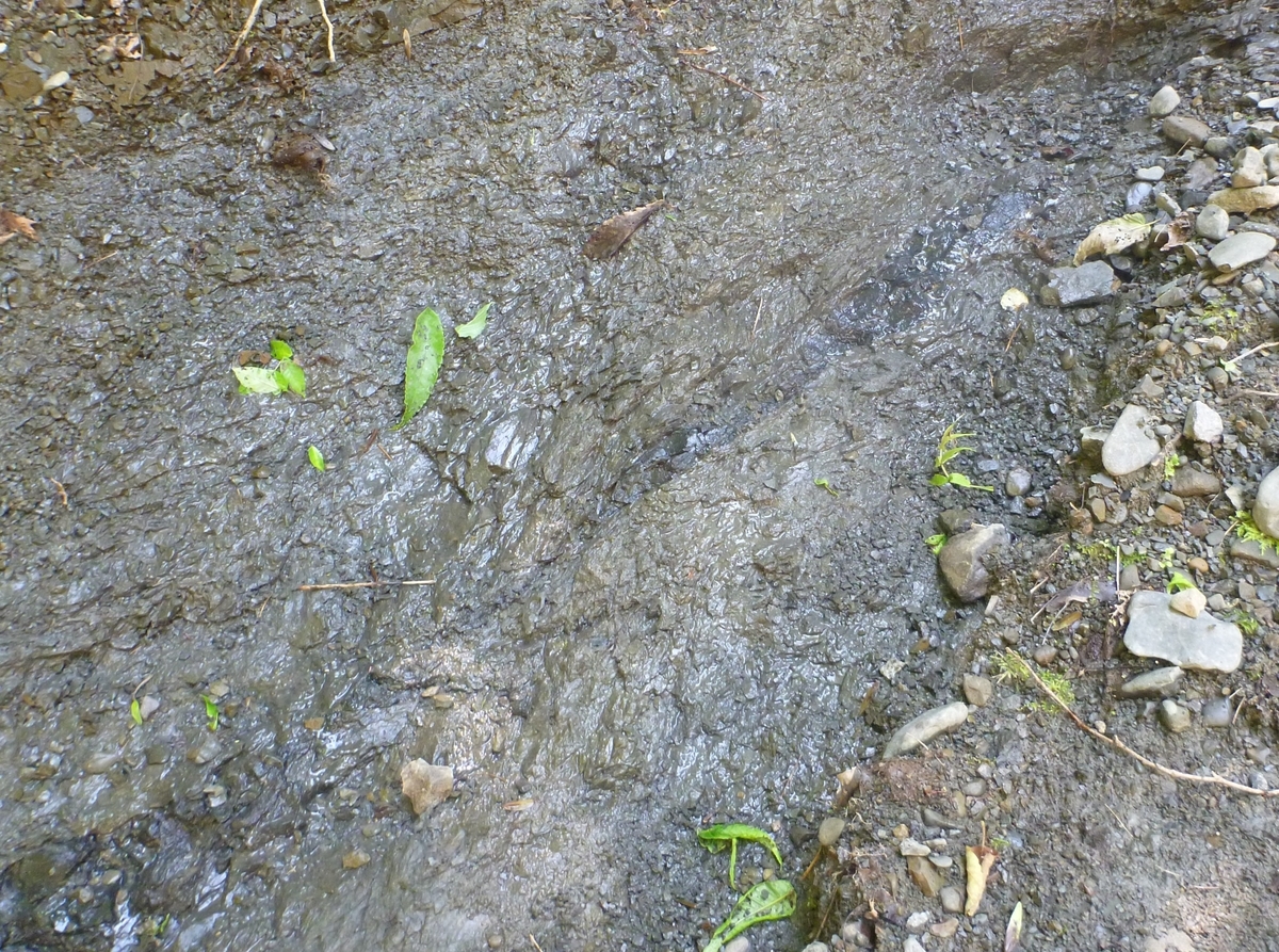 川流布K-Pg境界層の観察 - しのうしのブログ