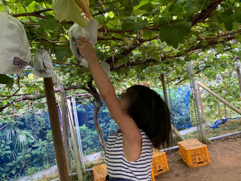 f:id:sinpapa-yusuke:20190920182440p:image f:id:sinpapa-yusuke:20190920182440p:image