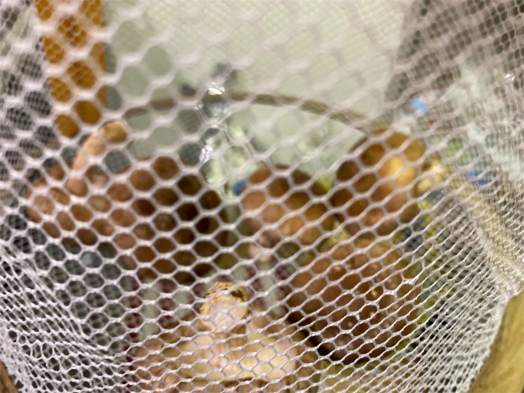 f:id:siokalaxxx:20191116083135j:image f:id:siokalaxxx:20191116083135j:image