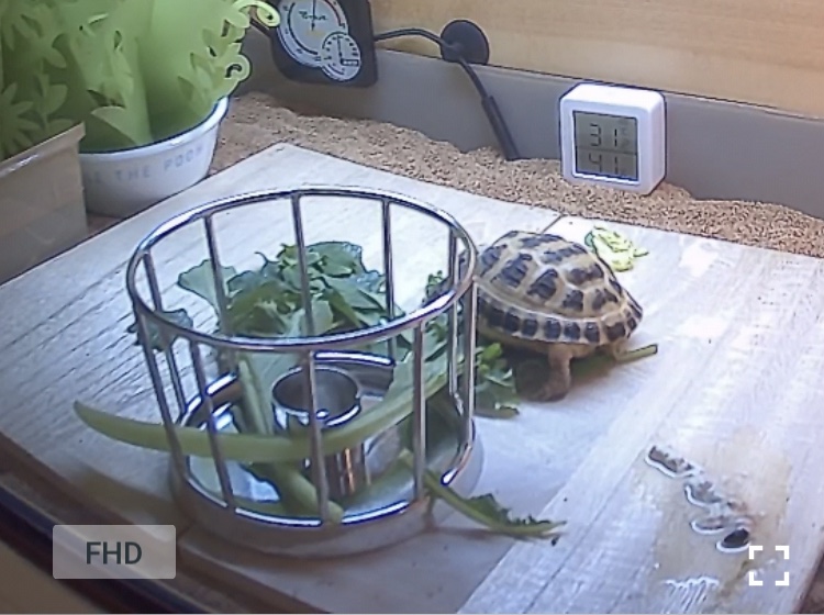 夜道ベランダ飼育計画5 リクガメのようす 夜道ベランダ飼育計画5 リクガメのようす