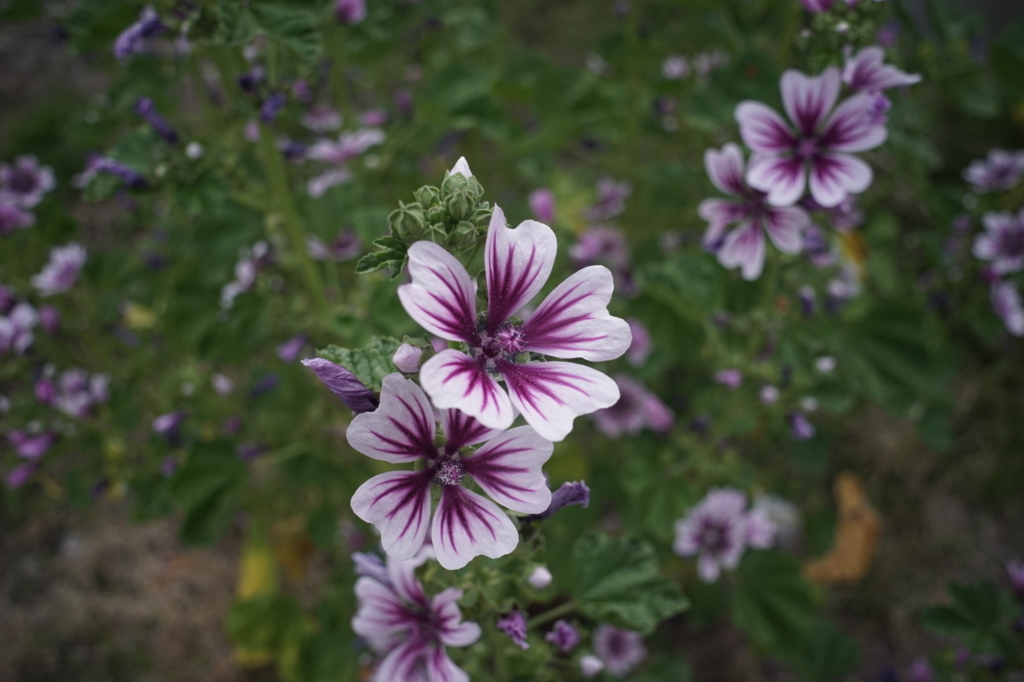 f:id:sioux_pu:20180526150429j:plain f:id:sioux_pu:20180526150429j:plain