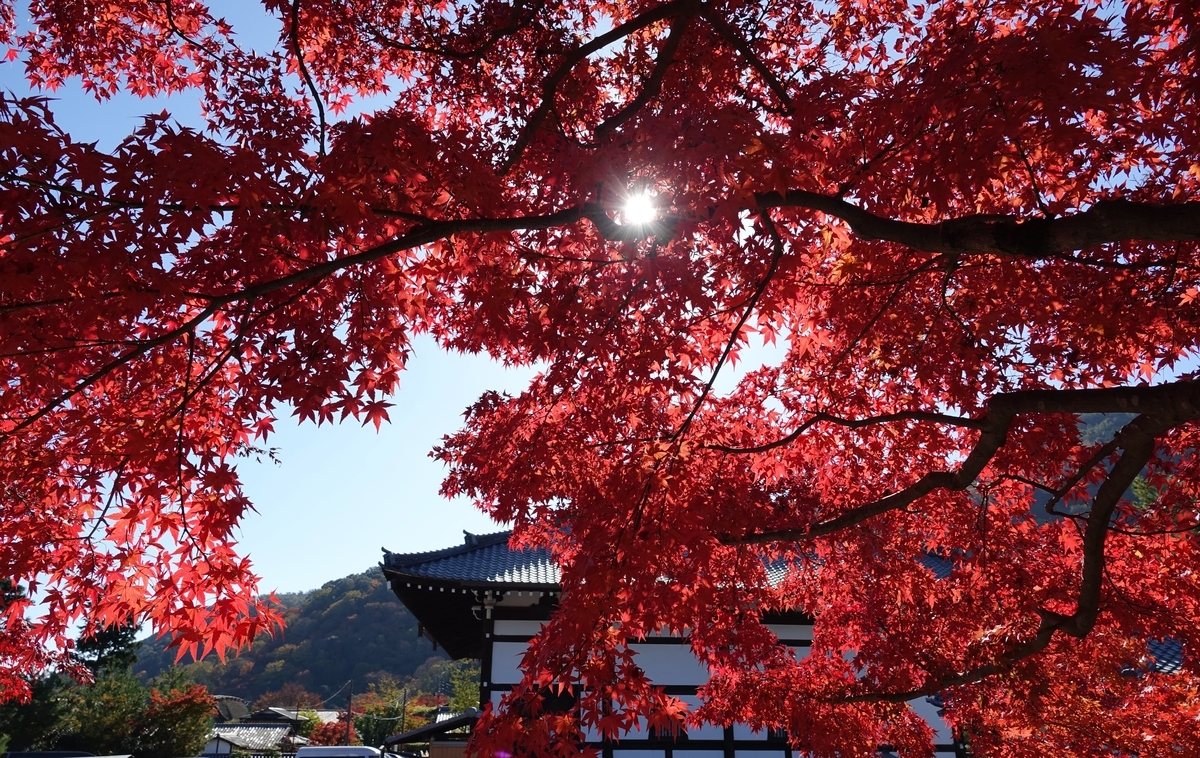 f:id:sioxsio:20191124082650j:plain