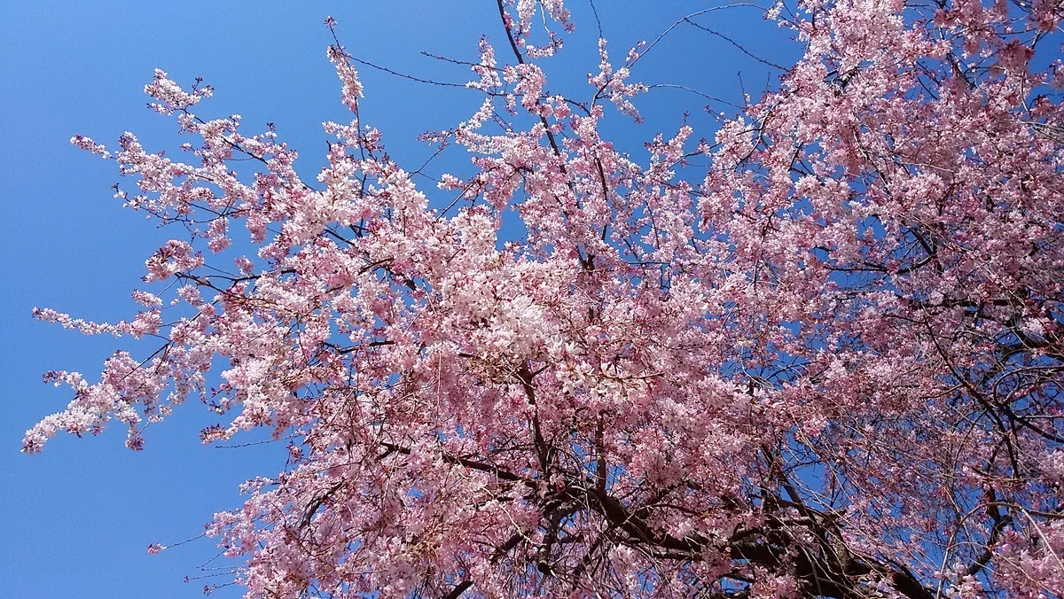 f:id:sipg:20190405234552j:plain f:id:sipg:20190405234552j:plain