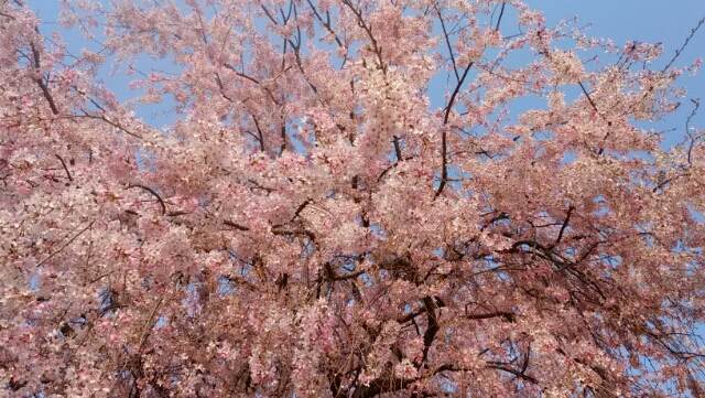 f:id:sipg:20190603214721j:plain f:id:sipg:20190603214721j:plain