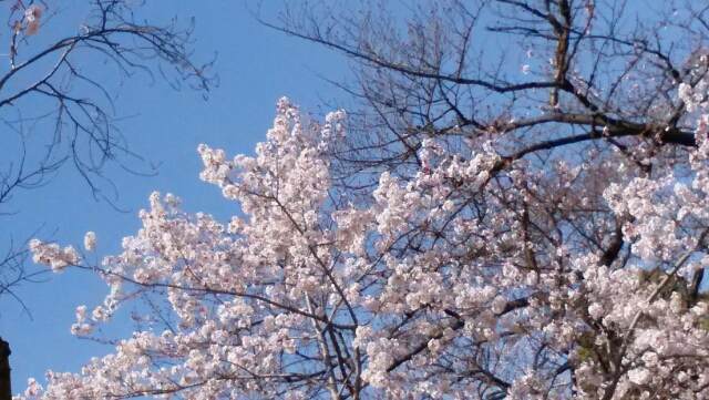 f:id:sipg:20200323231417j:plain f:id:sipg:20200323231417j:plain