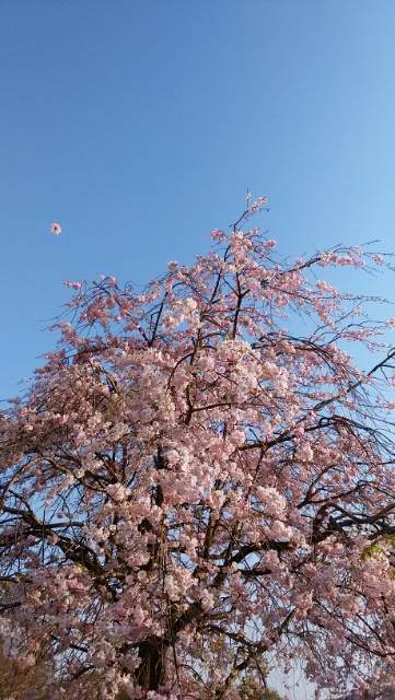 f:id:sipg:20200512223545j:plain f:id:sipg:20200512223545j:plain