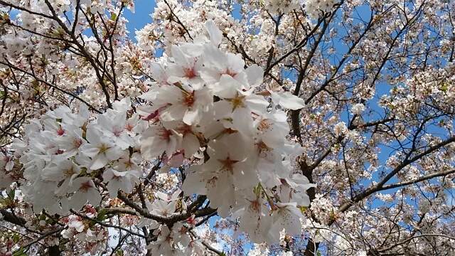 f:id:sipg:20210428220524j:plain