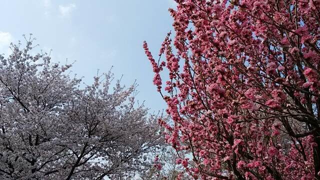 f:id:sipg:20210626101830j:plain