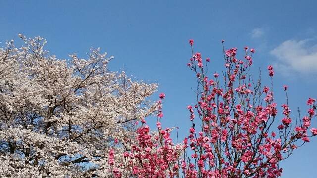 f:id:sipg:20220127215519j:plain