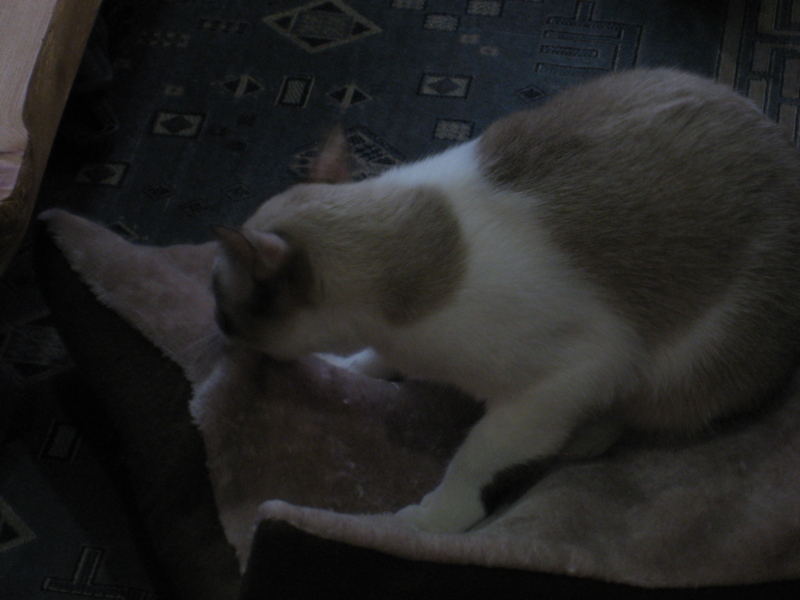 f:id:sippokurun:20101212162500j:image