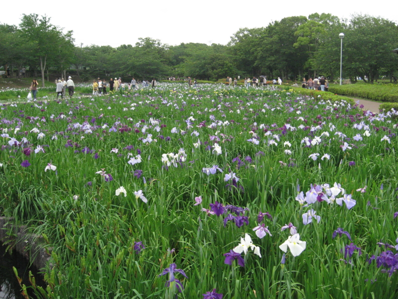 f:id:sippokurun:20110612133519j:image