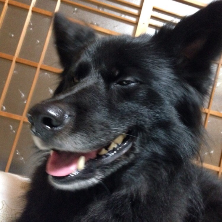 f:id:sippuu0517:20160426021751p:plain