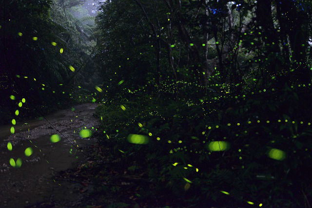 f:id:sippuu0517:20161126182426p:plain