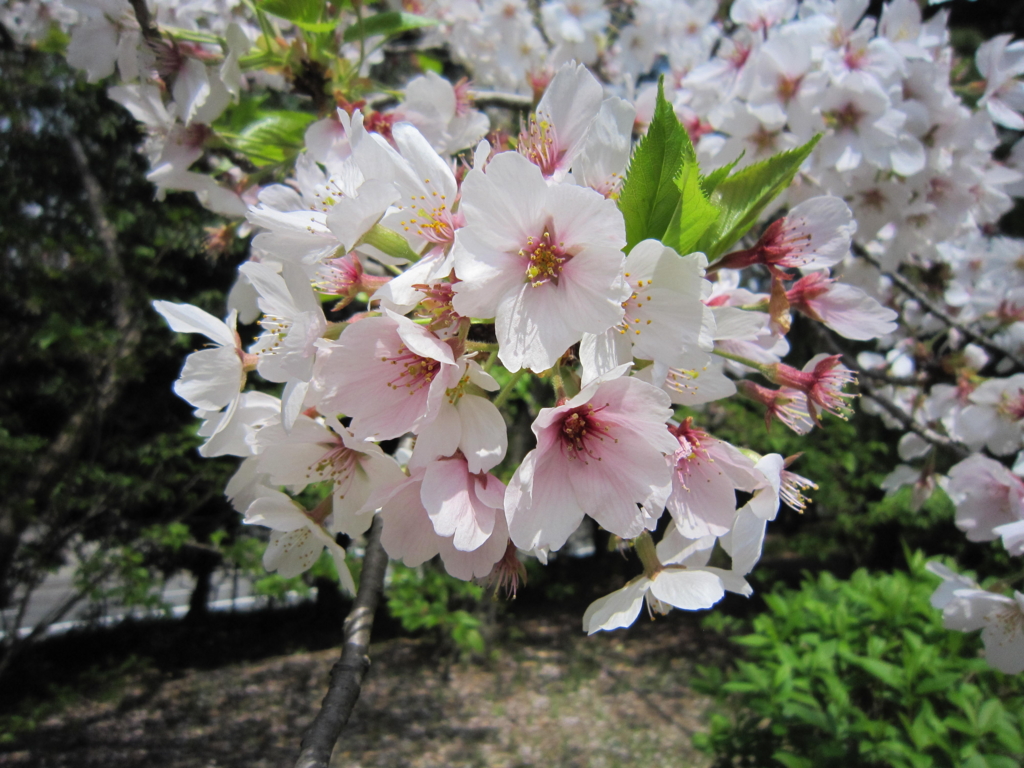f:id:siraben:20170415184745j:plain f:id:siraben:20170415184745j:plain