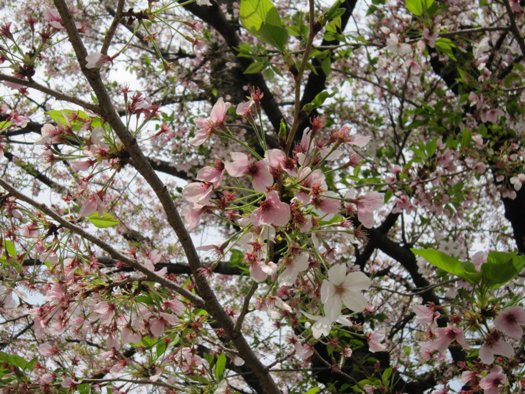 f:id:siraben:20170415185322j:plain f:id:siraben:20170415185322j:plain
