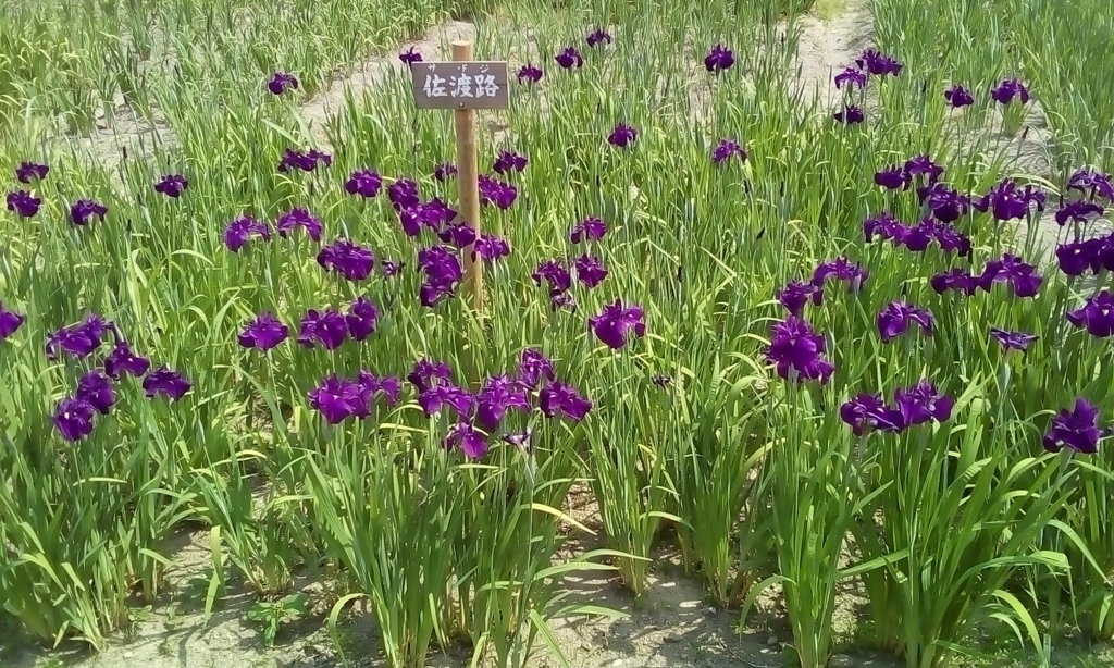 f:id:siraben:20170521200328j:plain f:id:siraben:20170521200328j:plain