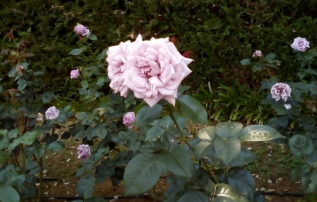 f:id:siraben:20170521201050j:plain f:id:siraben:20170521201050j:plain