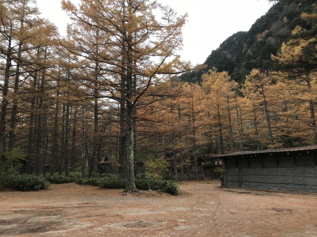 カラマツとメタセコイア 芳野小屋の日誌