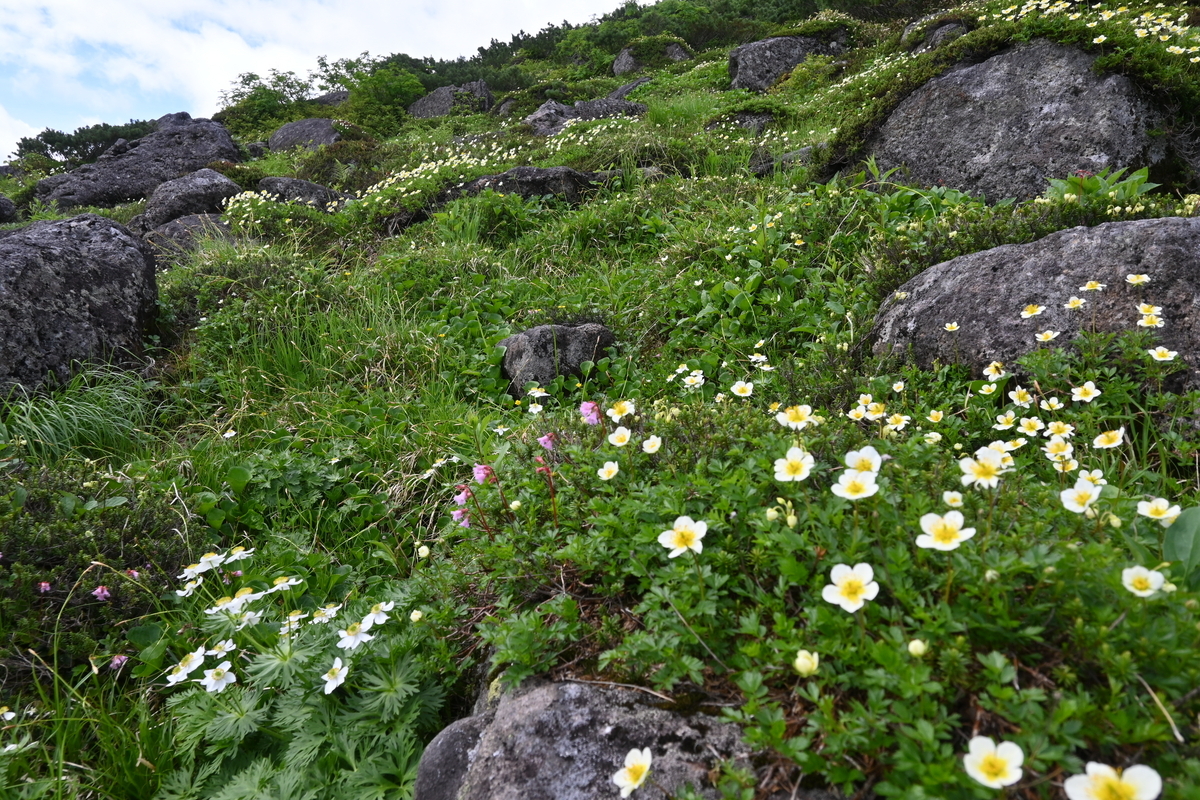 黒部川源流域で遊ぶ - 芳野小屋の日誌
