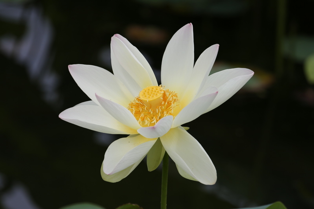 f:id:siran81:20190309152915j:plain