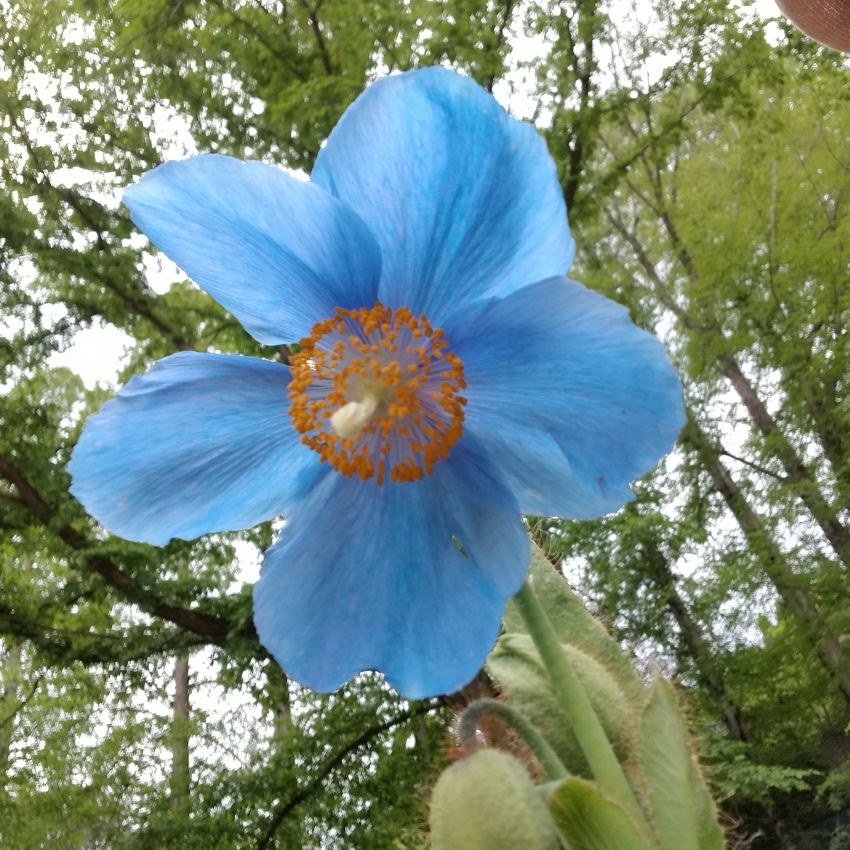 f:id:siran81:20190517094632j:plain