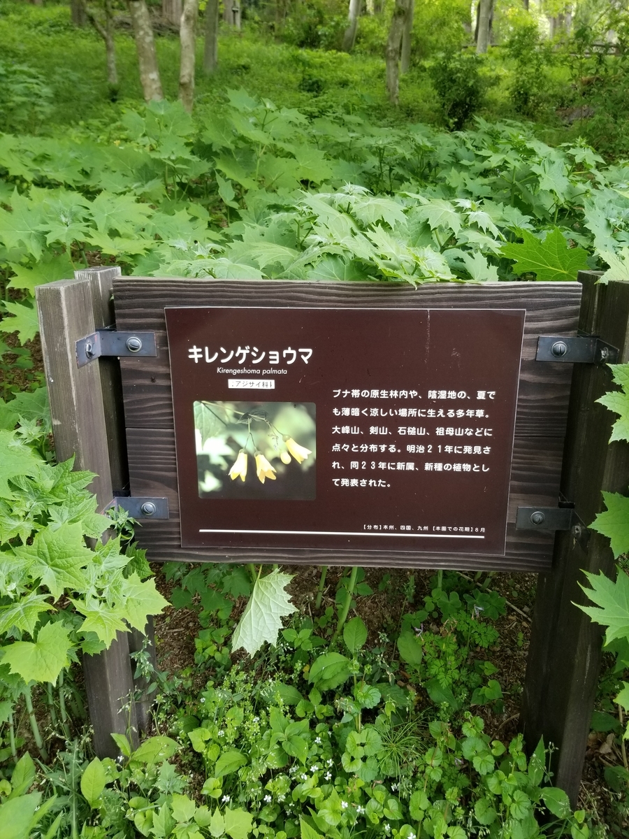 f:id:siran81:20190517110139j:plain