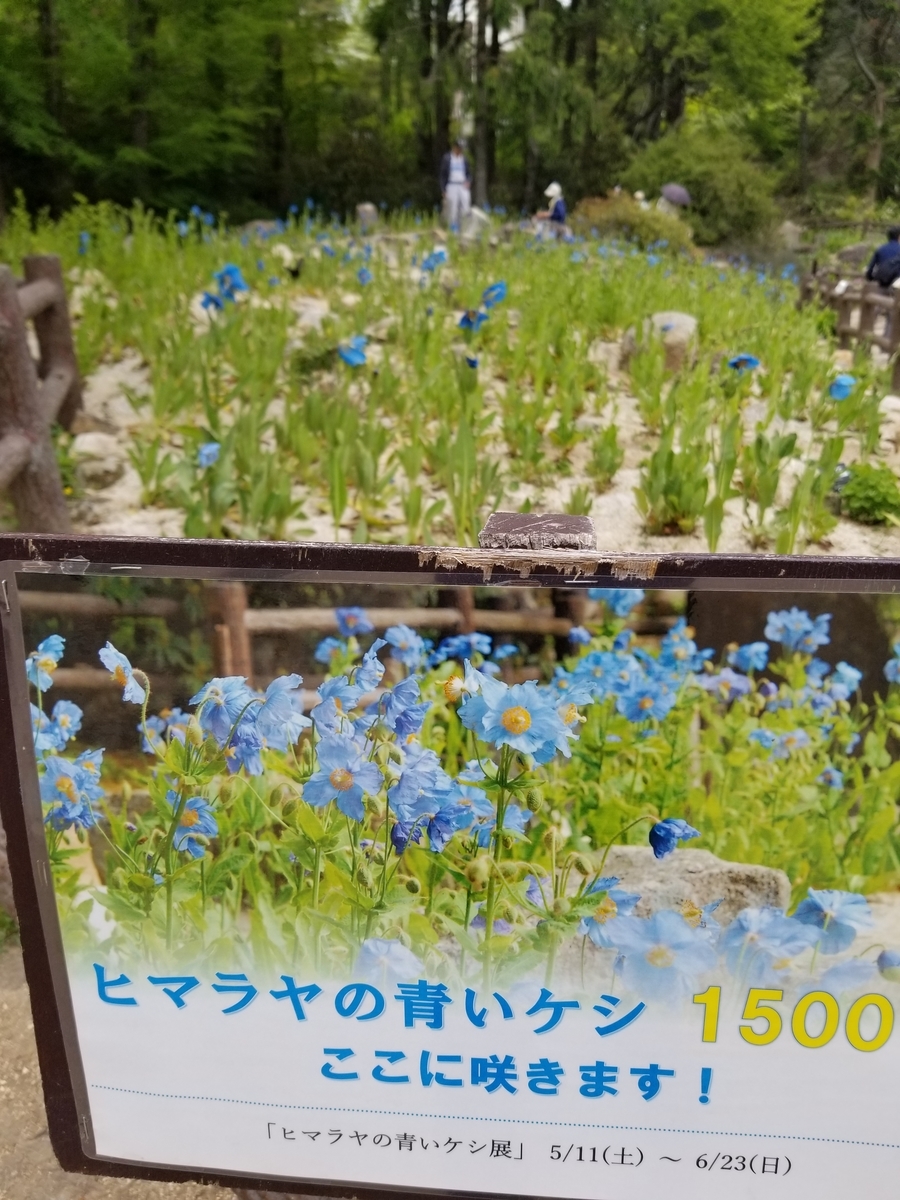 f:id:siran81:20190517124919j:plain