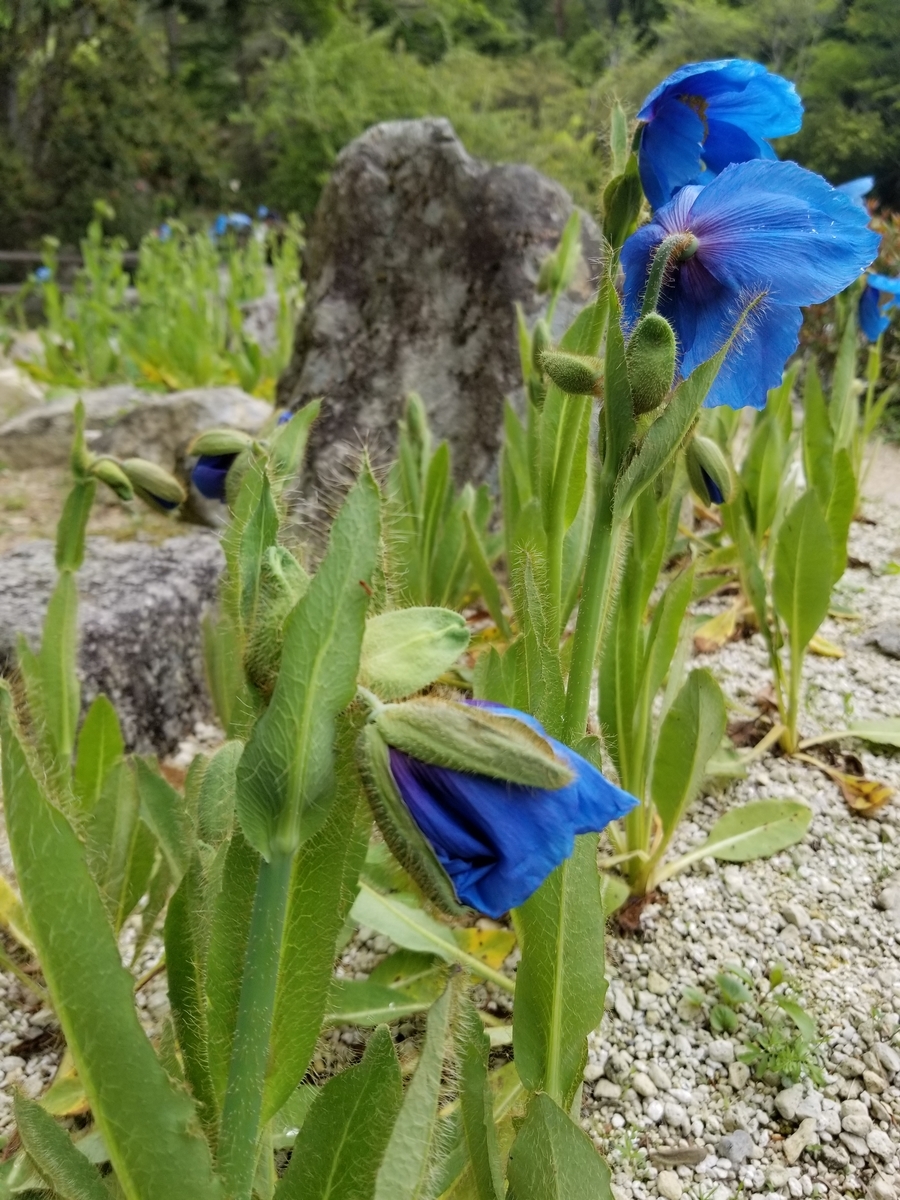 f:id:siran81:20190517130044j:plain