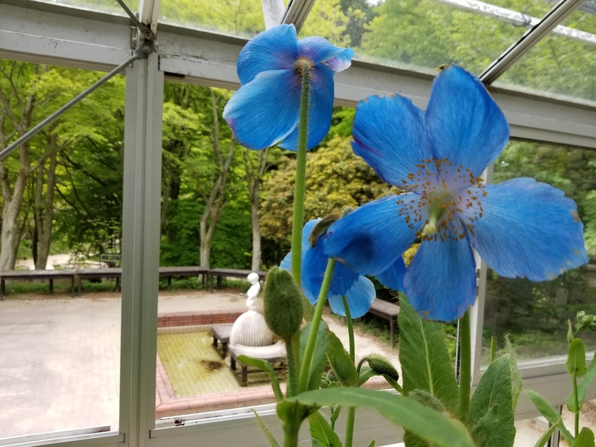 f:id:siran81:20190517133134j:plain