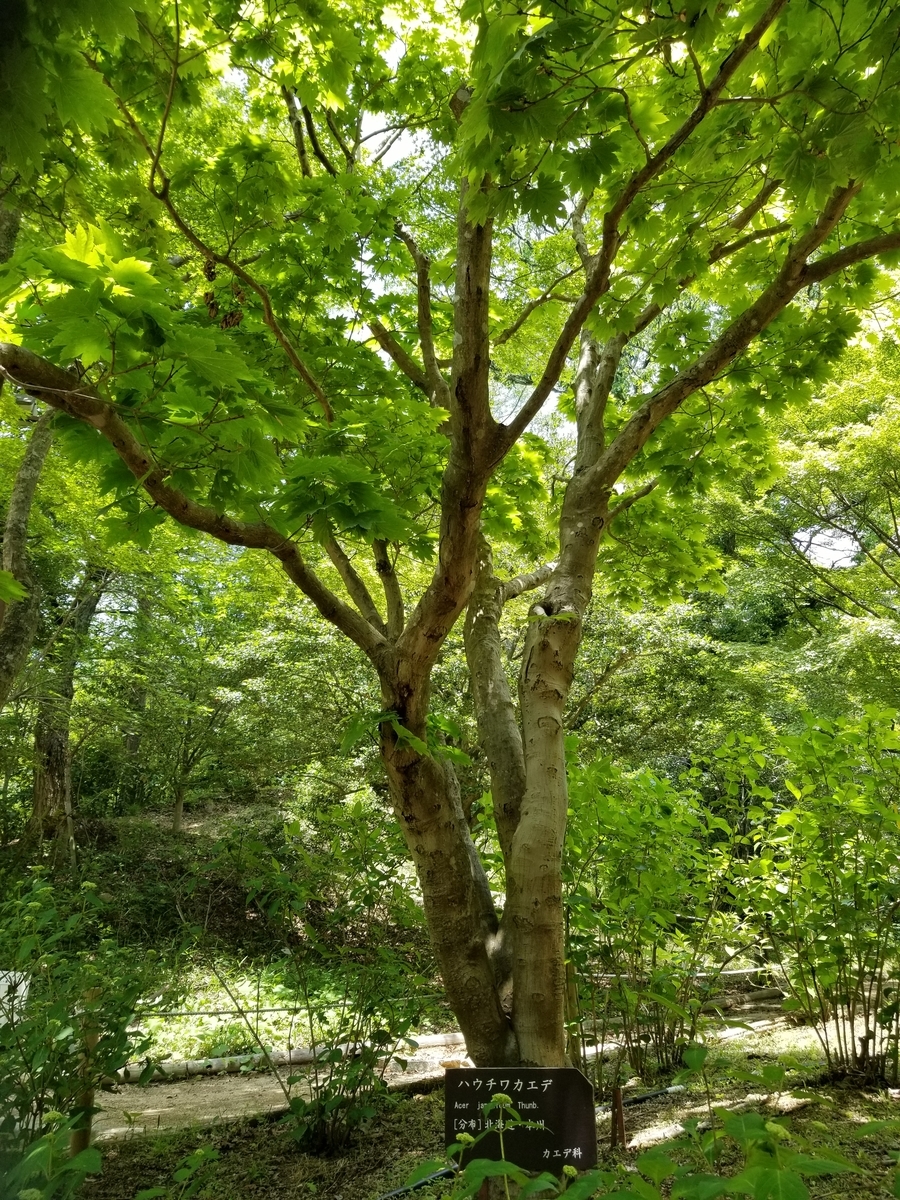 f:id:siran81:20190601201434j:plain