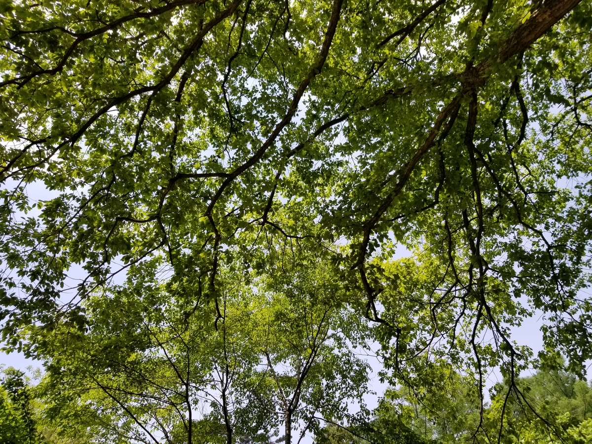 f:id:siran81:20190601203509j:plain