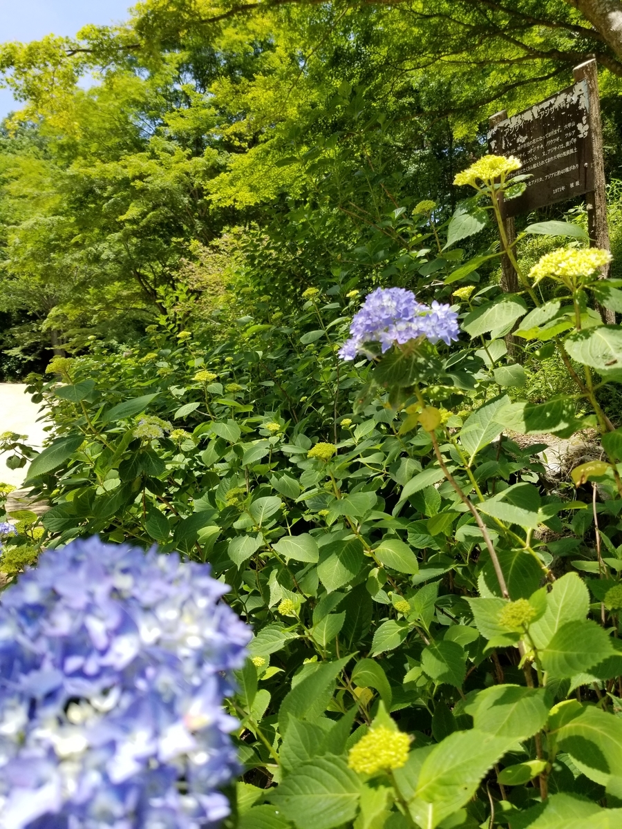 f:id:siran81:20190601204845j:plain