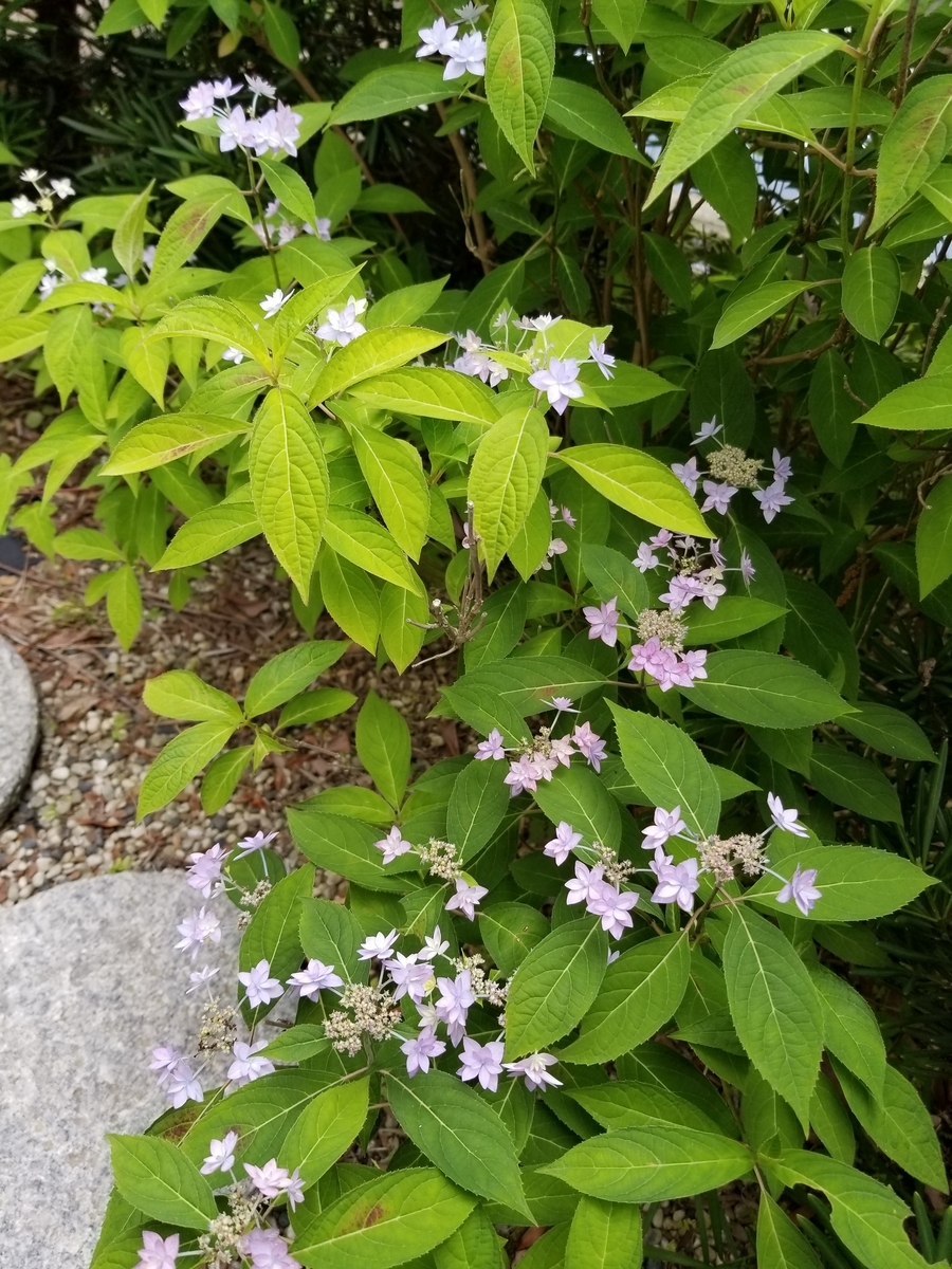 f:id:siran81:20190602074354j:plain