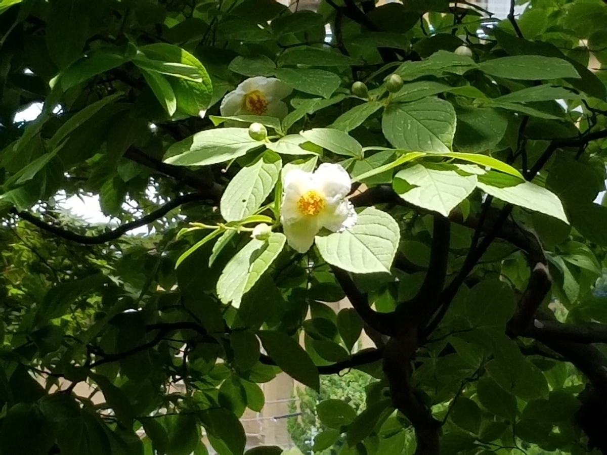 f:id:siran81:20190626125022j:plain