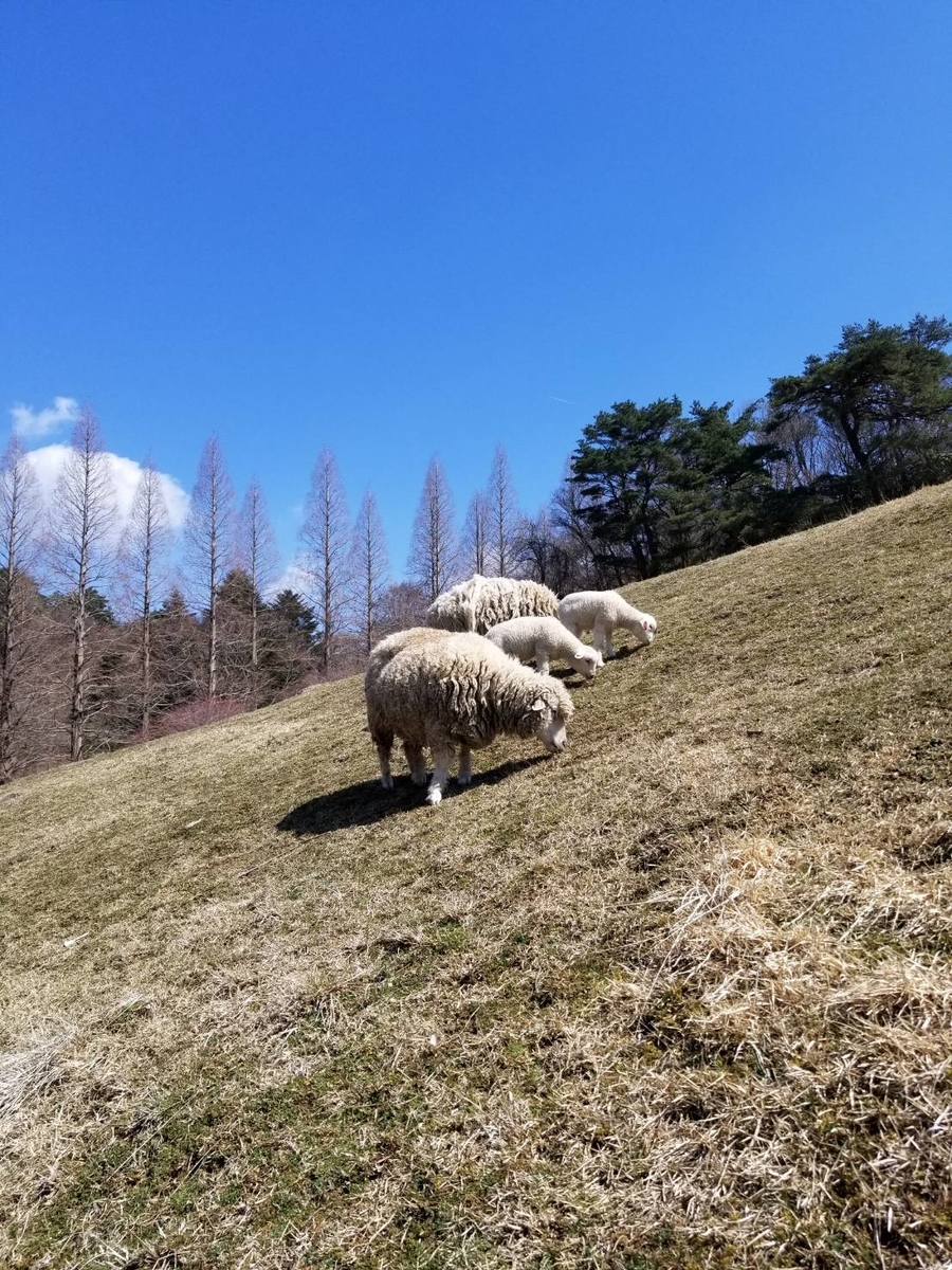 f:id:siran81:20190703095117j:plain