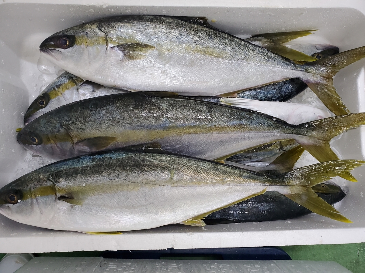 【刺身は絶品!】ヒラマサって魚についてまとめてみました! - しらすキッチン